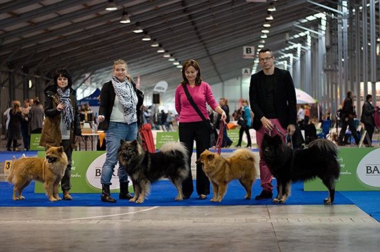 Bonitace a úspěšné ukončení výstav v roce 2015