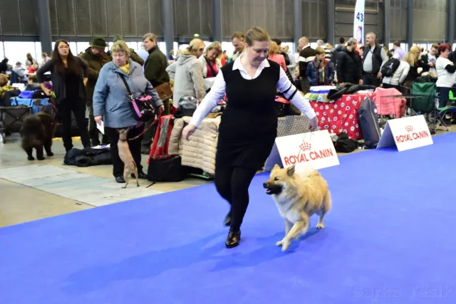 Mezinárodní Brno 2017