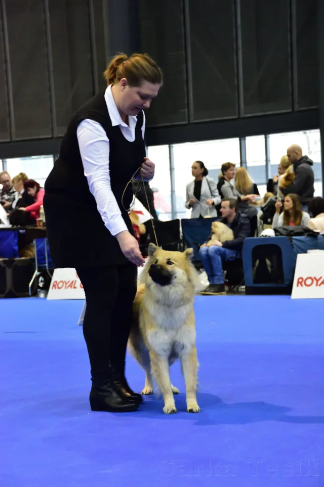 Mezinárodní Brno 2017