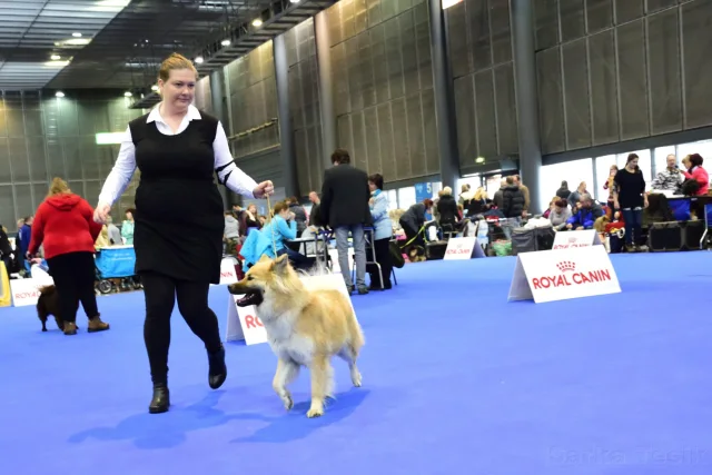 Mezinárodní Brno 2017