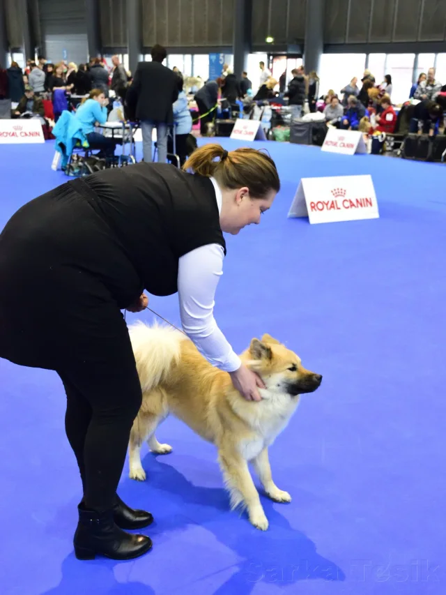 Mezinárodní Brno 2017