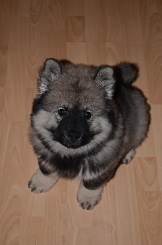3 měsíc