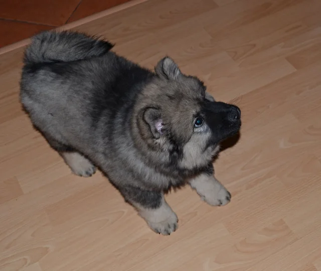 3 měsíc