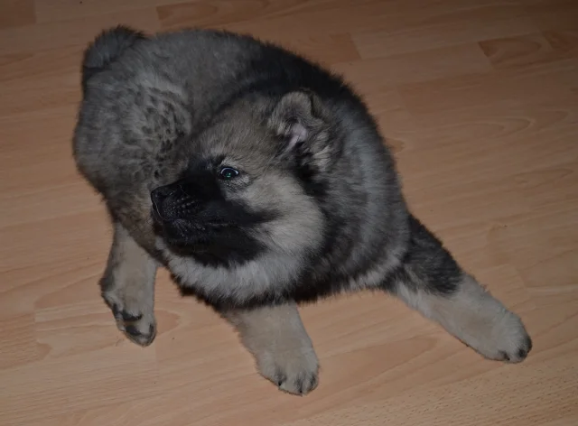 3 měsíc