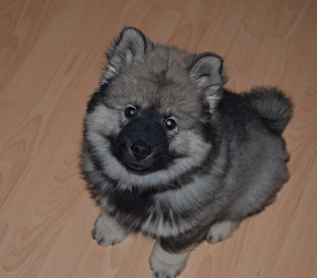 3 měsíc