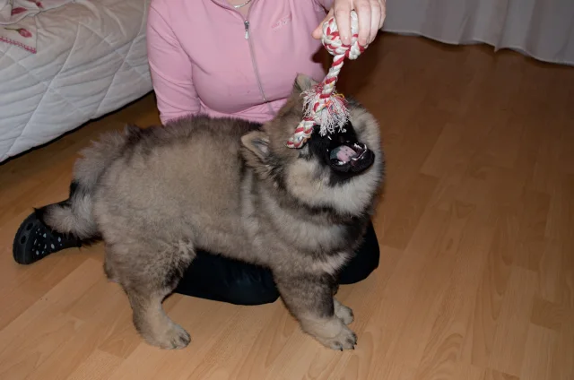 3 měsíc