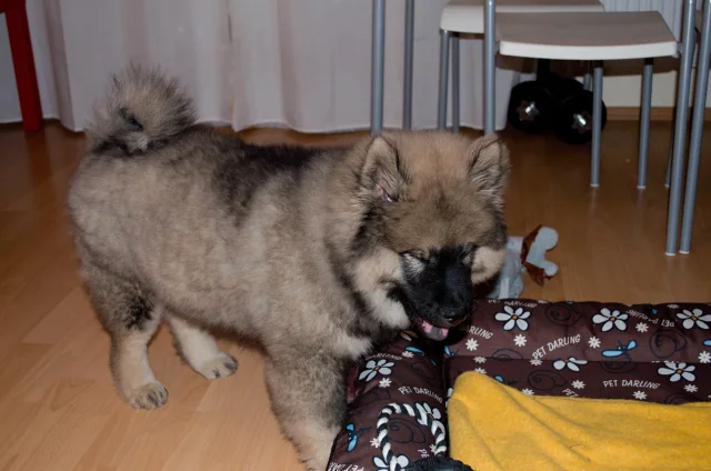 3 měsíc