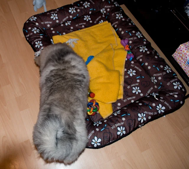 3 měsíc