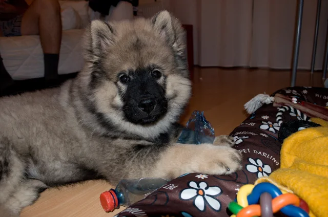 3 měsíc