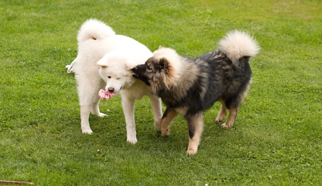 8 měsíc