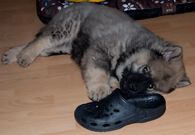 2 měsíc