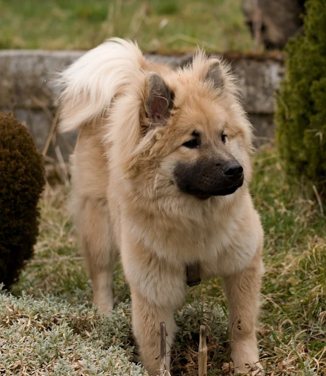 15 měsíc