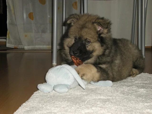 2 měsíc