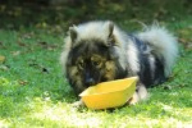 12 měsíc